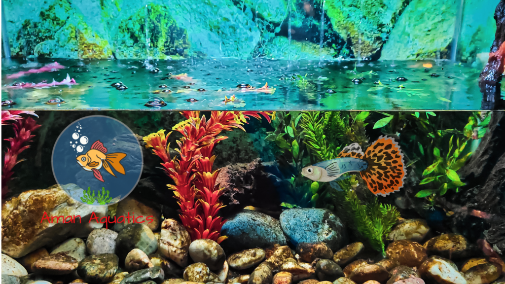 Unlocking the Beauty of Aquariums: 10 Expert Tips for Enthusiasts ...